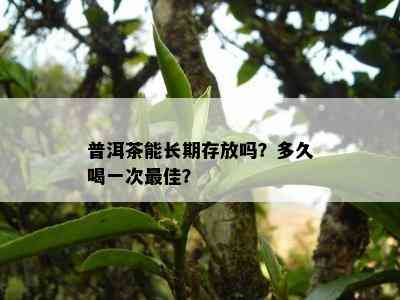 普洱茶能长期存放吗？多久喝一次更佳？