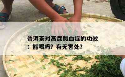 普洱茶对高尿酸血症的功效：能喝吗？有无害处？