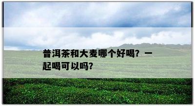 普洱茶和大麦哪个好喝？一起喝可以吗？