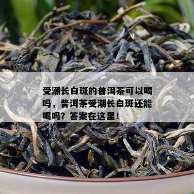 受潮长白斑的普洱茶可以喝吗，普洱茶受潮长白斑还能喝吗？答案在这里！