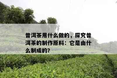 普洱茶用什么做的，探究普洱茶的制作原料：它是由什么制成的？