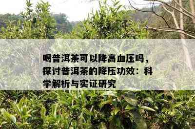 喝普洱茶可以降高血压吗，探讨普洱茶的降压功效：科学解析与实证研究