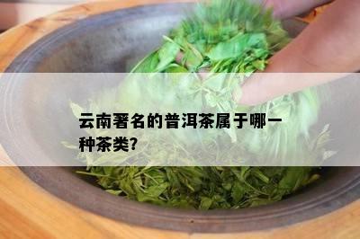 云南著名的普洱茶属于哪一种茶类？