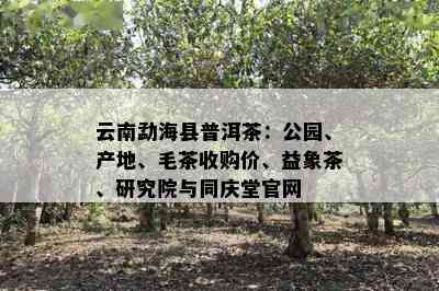 云南勐海县普洱茶：公园、产地、毛茶收购价、益象茶、研究院与同庆堂官网