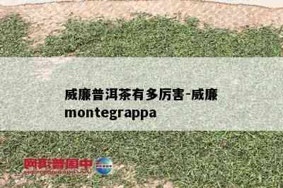 威廉普洱茶有多厉害-威廉montegrappa