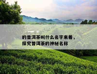 的普洱茶叫什么名字来着，探究普洱茶的神秘名称