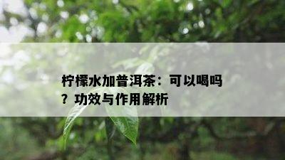 柠檬水加普洱茶：可以喝吗？功效与作用解析