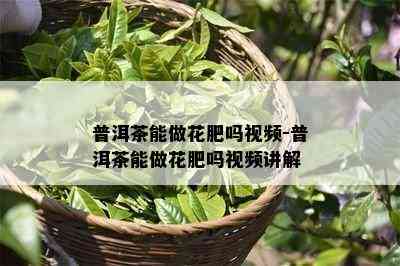 普洱茶能做花肥吗视频-普洱茶能做花肥吗视频讲解