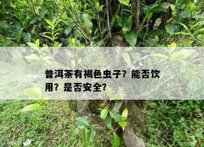 普洱茶有褐色虫子？能否饮用？是否安全？