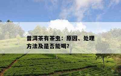 普洱茶有茶虫：原因、处理方法及是否能喝？