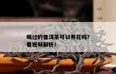 喝过的普洱茶可以养花吗？看视频解析！