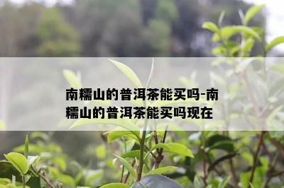 南糯山的普洱茶能买吗-南糯山的普洱茶能买吗现在