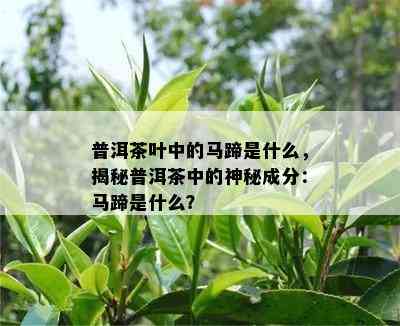 普洱茶叶中的马蹄是什么，揭秘普洱茶中的神秘成分：马蹄是什么？