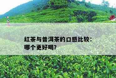 红茶与普洱茶的口感比较：哪个更好喝？