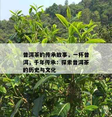 普洱茶的传承故事，一杯普洱，千年传承：探索普洱茶的历史与文化