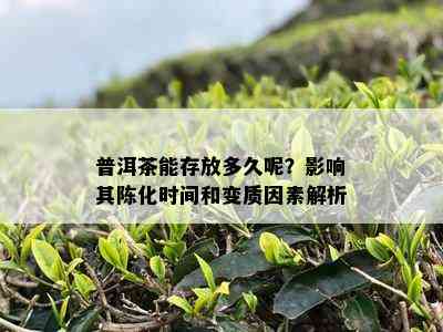 普洱茶能存放多久呢？影响其陈化时间和变质因素解析