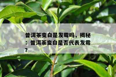 普洱茶变白是发霉吗，揭秘：普洱茶变白是否代表发霉？