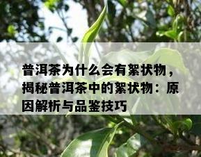 普洱茶为什么会有絮状物，揭秘普洱茶中的絮状物：原因解析与品鉴技巧