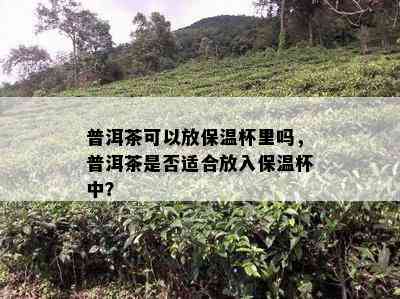 普洱茶可以放保温杯里吗，普洱茶是否适合放入保温杯中？