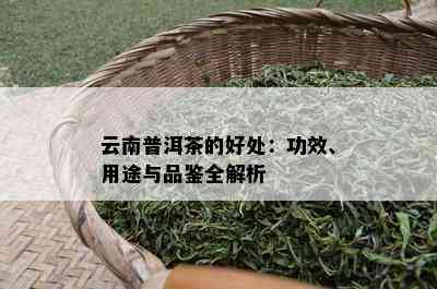 云南普洱茶的好处：功效、用途与品鉴全解析