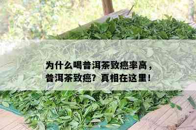 为什么喝普洱茶致癌率高，普洱茶致癌？真相在这里！