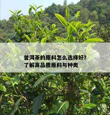 普洱茶的原料怎么选择好？了解高品质原料与种类