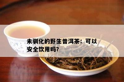 未驯化的野生普洱茶：可以安全饮用吗？