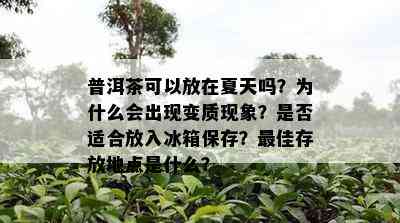 普洱茶可以放在夏天吗？为什么会出现变质现象？是否适合放入冰箱保存？更佳存放地点是什么？