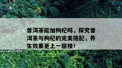 普洱茶能加枸杞吗，探究普洱茶与枸杞的完美搭配，养生效果更上一层楼！