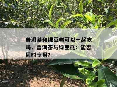 普洱茶和绿豆糕可以一起吃吗，普洱茶与绿豆糕：能否同时享用？