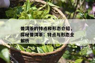 普洱茶的特点和形态介绍，探秘普洱茶：特点与形态全解析