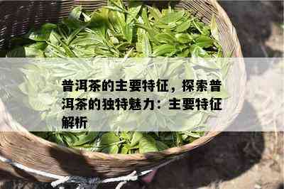 普洱茶的主要特征，探索普洱茶的独特魅力：主要特征解析