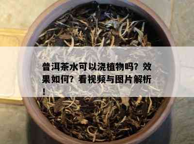 普洱茶水可以浇植物吗？效果如何？看视频与图片解析！