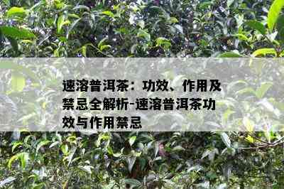 速溶普洱茶：功效、作用及禁忌全解析-速溶普洱茶功效与作用禁忌