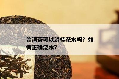 普洱茶可以浇桂花水吗？如何正确浇水？