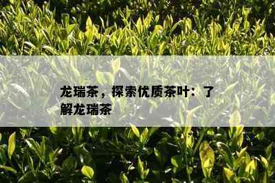 龙瑞茶，探索优质茶叶：了解龙瑞茶