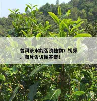 普洱茶水能否浇植物？视频、图片告诉你答案！