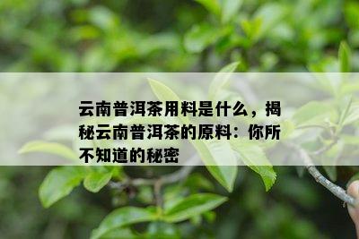 云南普洱茶用料是什么，揭秘云南普洱茶的原料：你所不知道的秘密