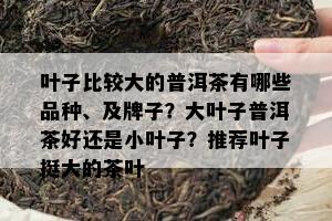 叶子比较大的普洱茶有哪些品种、及牌子？大叶子普洱茶好还是小叶子？推荐叶子挺大的茶叶