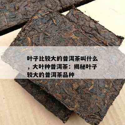 叶子比较大的普洱茶叫什么，大叶种普洱茶：揭秘叶子较大的普洱茶品种