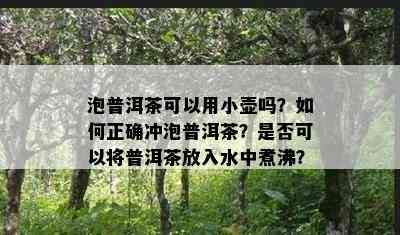 泡普洱茶可以用小壶吗？如何正确冲泡普洱茶？是否可以将普洱茶放入水中煮沸？