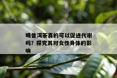 喝普洱茶真的可以促进代谢吗？探究其对女性身体的影响