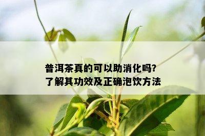 普洱茶真的可以助消化吗？了解其功效及正确泡饮方法