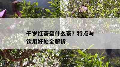 千岁红茶是什么茶？特点与饮用好处全解析