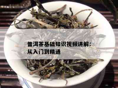 普洱茶基础知识视频讲解：从入门到精通