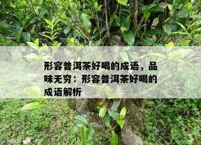 形容普洱茶好喝的成语，品味无穷：形容普洱茶好喝的成语解析