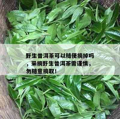 野生普洱茶可以随便摘掉吗，采摘野生普洱茶需谨慎，勿随意摘取！