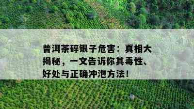 普洱茶碎银子危害：真相大揭秘，一文告诉你其性、好处与正确冲泡方法！