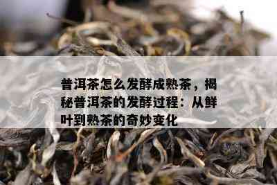 普洱茶怎么发酵成熟茶，揭秘普洱茶的发酵过程：从鲜叶到熟茶的奇妙变化