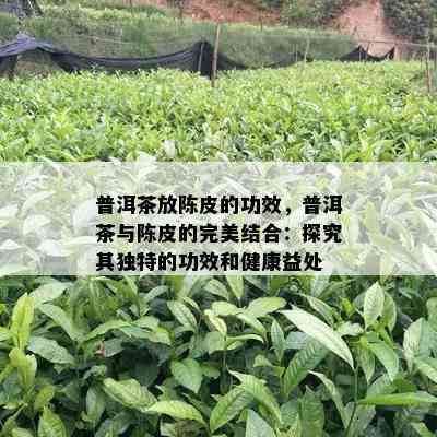 普洱茶放陈皮的功效，普洱茶与陈皮的完美结合：探究其独特的功效和健康益处